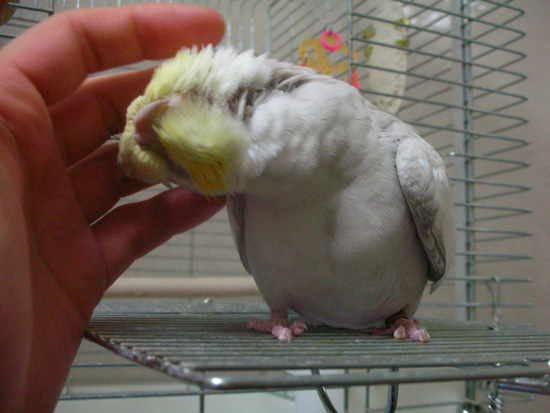 なでなで~