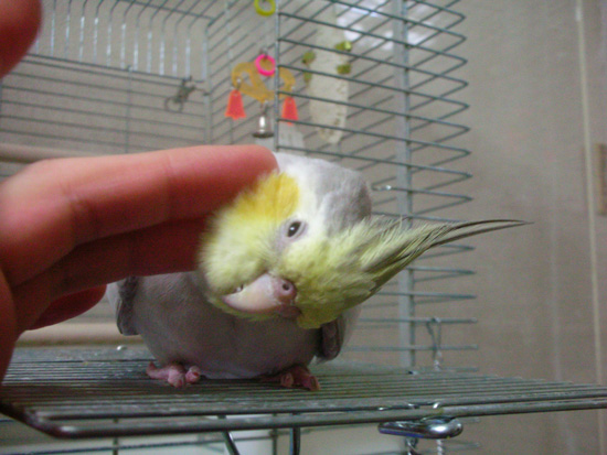 カキカキ~