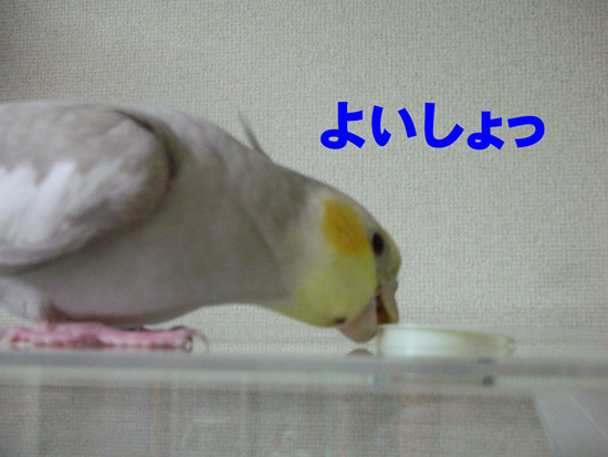 持ち上げた