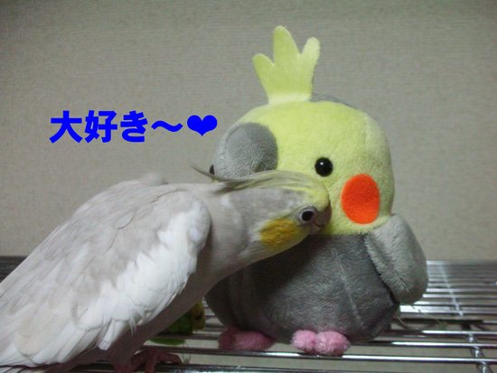 新入りちゃん寂しそうだよ