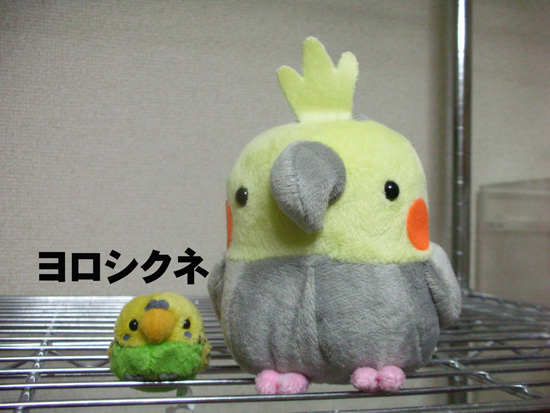 新入りちゃん
