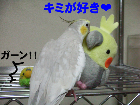 やはりオカメ同士で