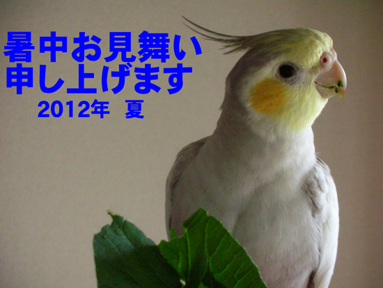 暑中見舞い 風
