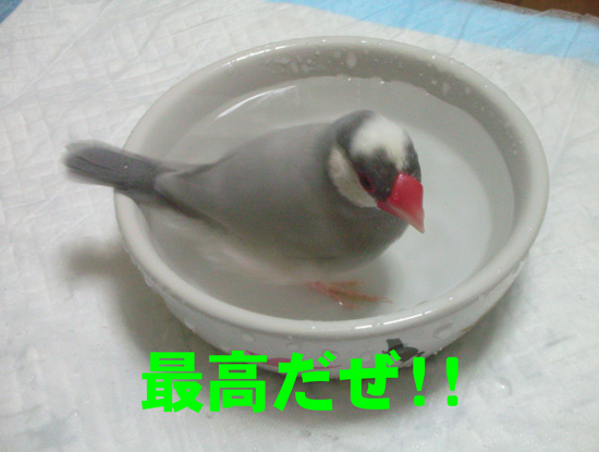 涼しいでしょ