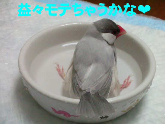 紋からね