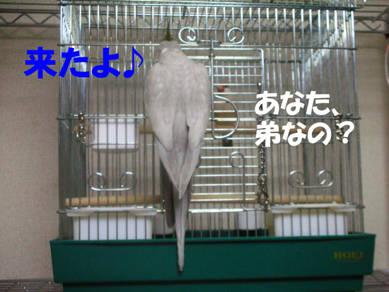 小さいけど弟だよ