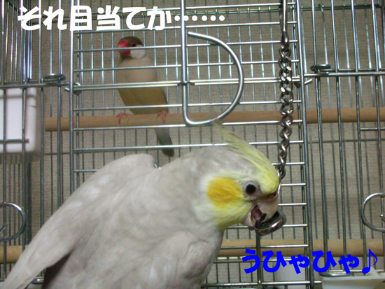 ナスカン目当て???