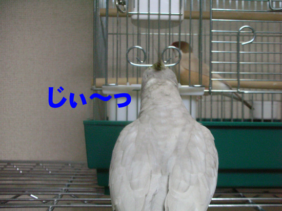 おやっ?