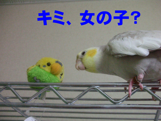 残念ながら男子なんだな