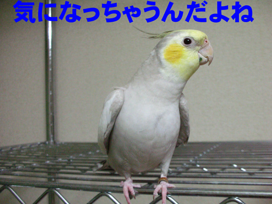 仲良くしたいのかな?