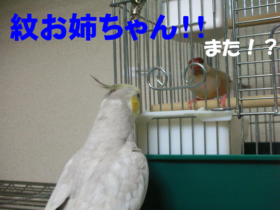また紋のところへ