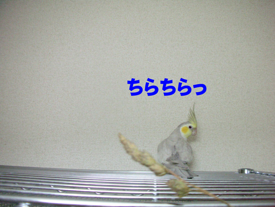 オーチャードグラスだよ~