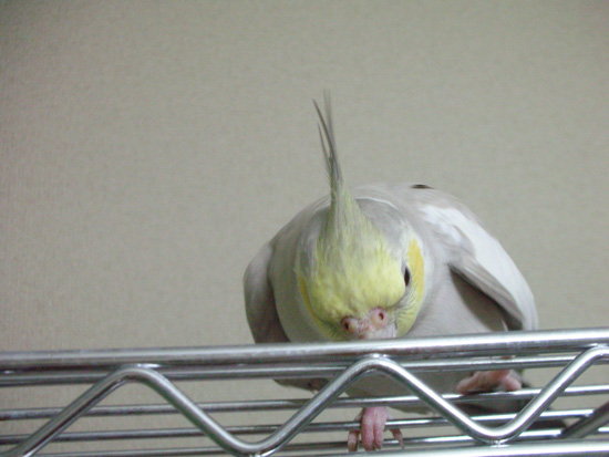 風