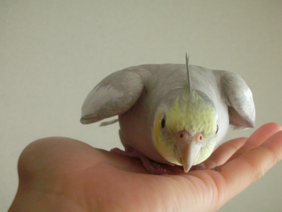 わきっ