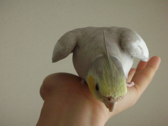 ひゅっ