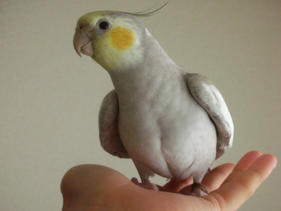 サササッ