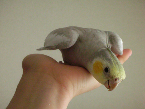 ササッ