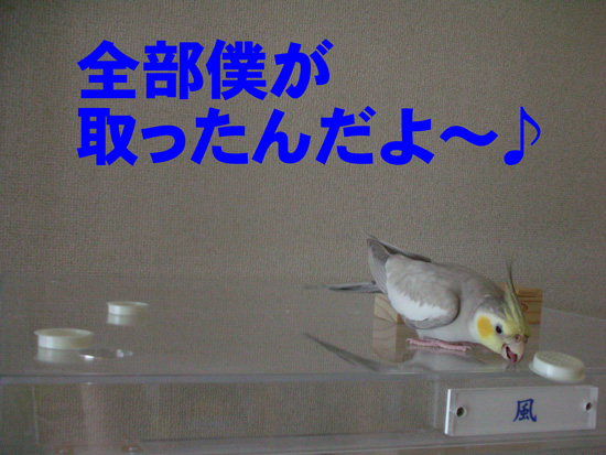 わわっ、片っ端から!!