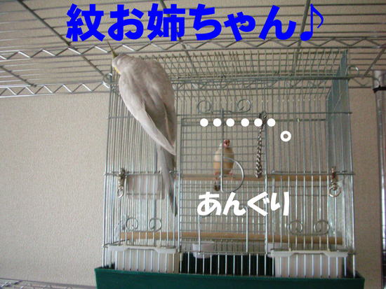 また紋のところに