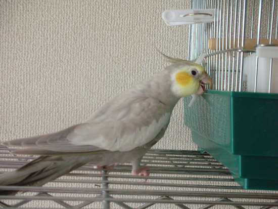 放鳥タイム