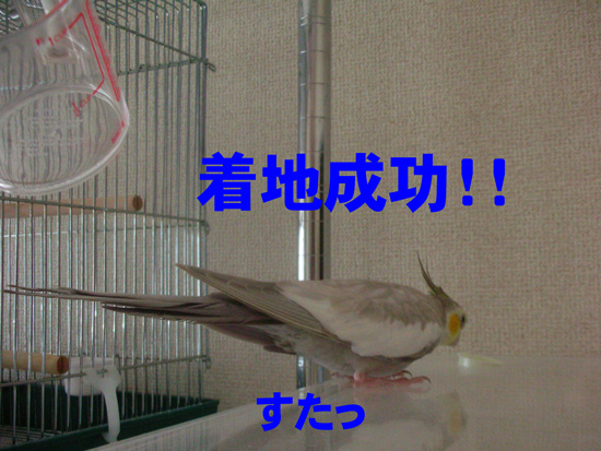 着地成功