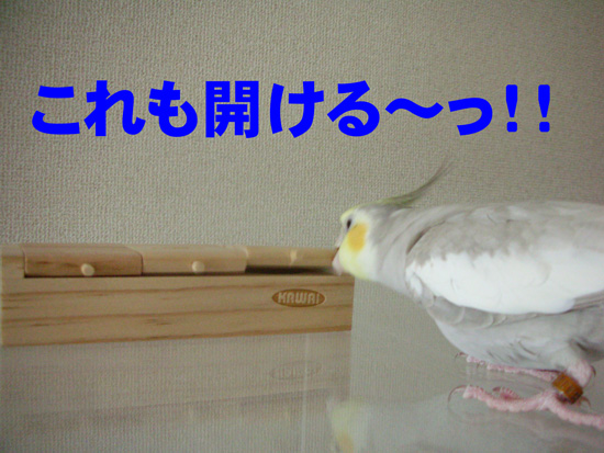 今度は宝箱!?