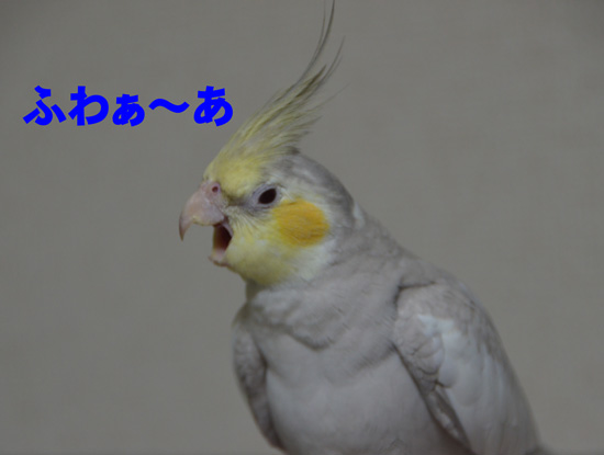 大欠伸だね