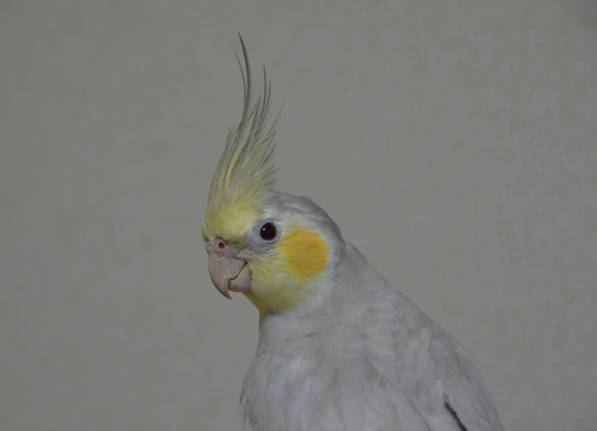 アップの風