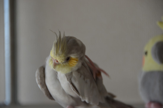 カカカッ