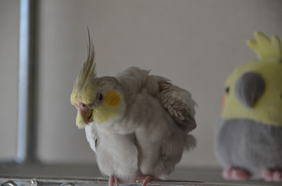 マダム顔!?その2