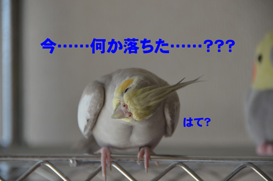 羽根でしょ~(笑)