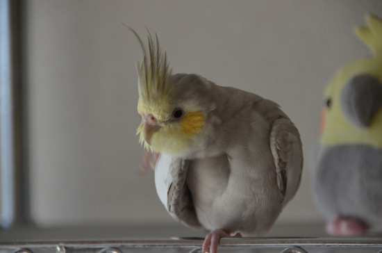 ほっぺの辺りも