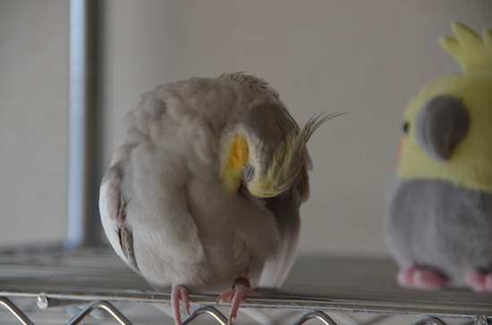 念入りだねぇ