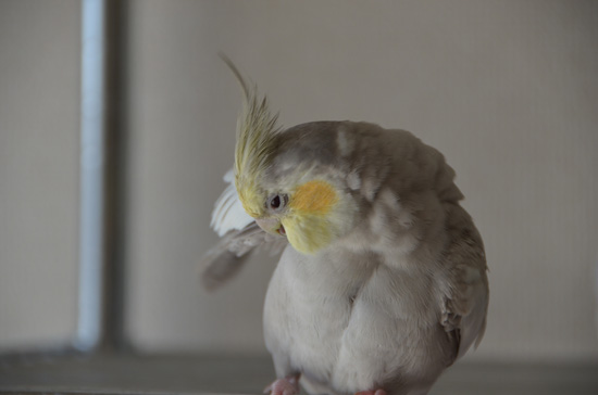 羽繕い