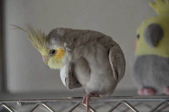 更に