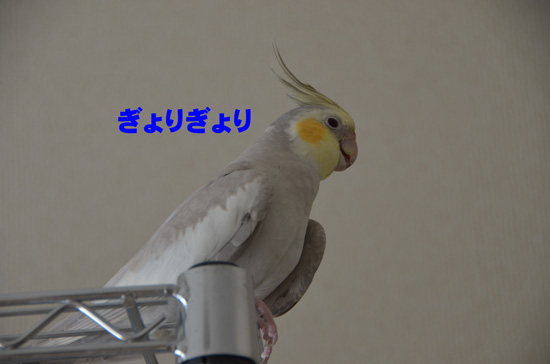 またぎょりぎょり