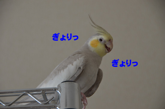 ぎょりっぎょりっ