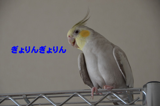 ぎょりんぎょりん
