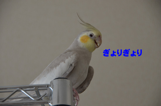 ぎょりぎょり