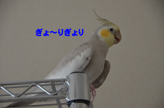 ぎょ~りぎょり