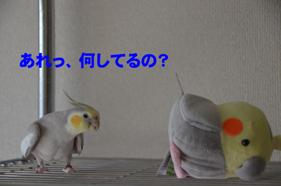 風が倒したんでしょ^_^;