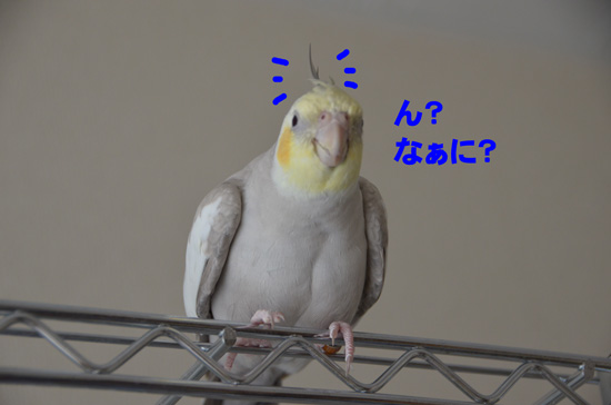 ボサボサ