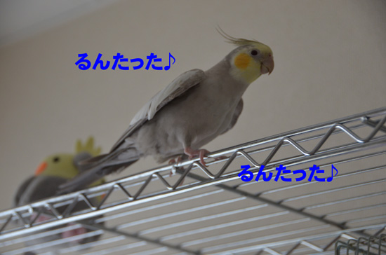 ご機嫌な足取り