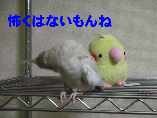 いつもの子と色違いだしね