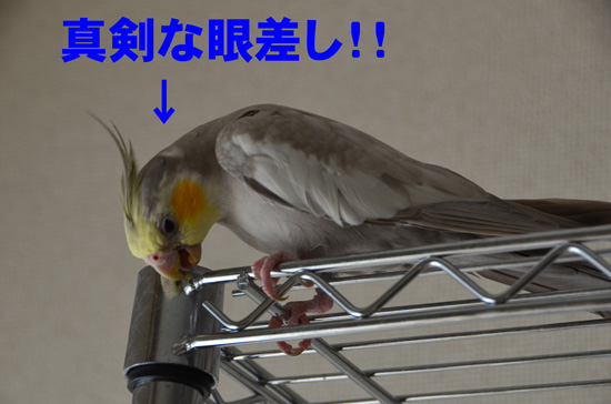 真剣だぁ~