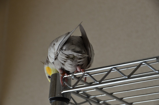 おちりだ!!
