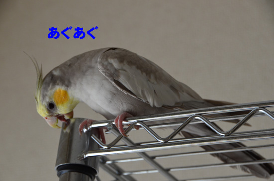 ラックの柱をあぐあぐ