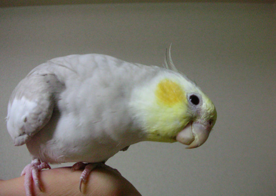 風です