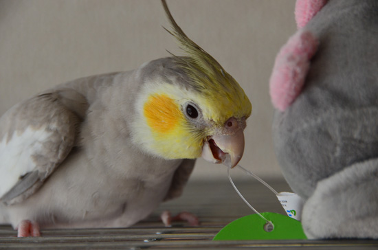すぐに倒して……