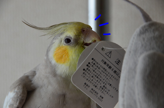 カメラに気付き……